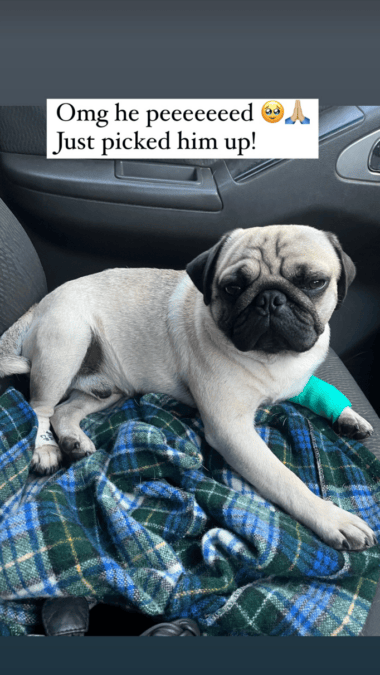claire saunders dog
